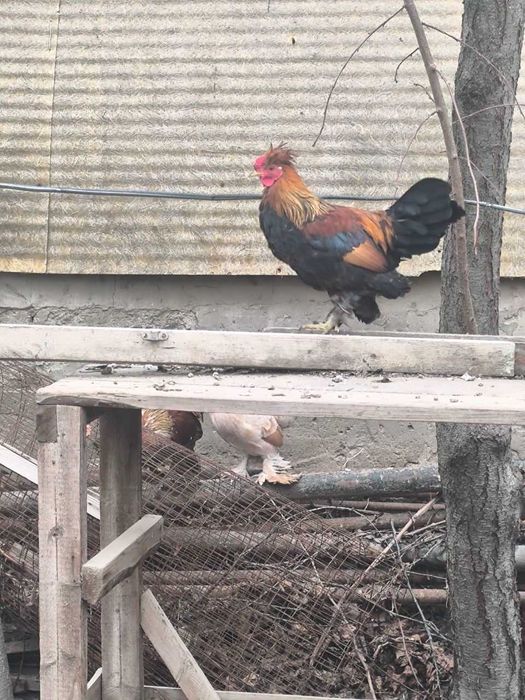 Продам Японского Петушка