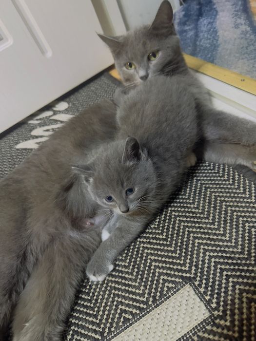 Отдам красивых шустрых котят