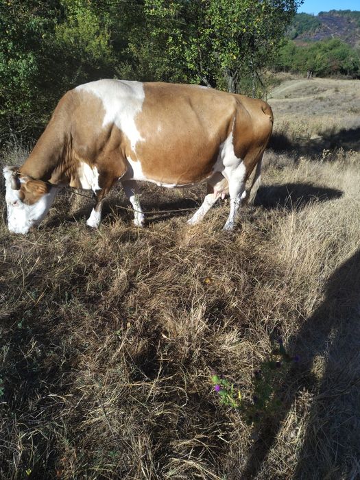 Vând vaca bălțată