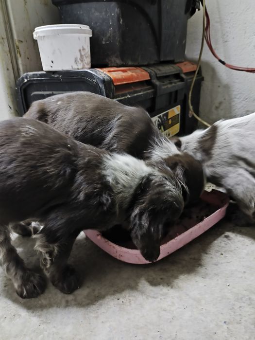 Продам щенков спаниеля .