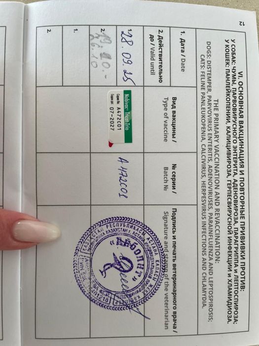 Мейн-кун  кошка белый цвет