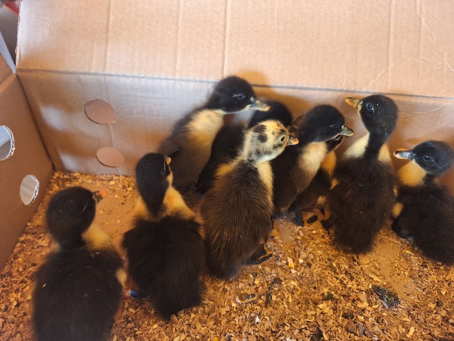 Vind pui de rata panorama de o zi