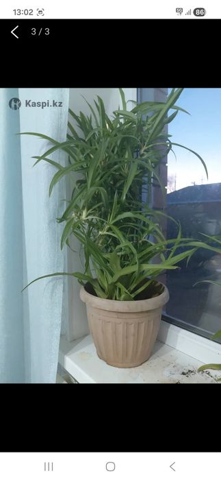 Продам комнатный цветок