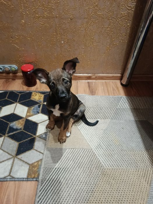 Отдам в хорошие руки