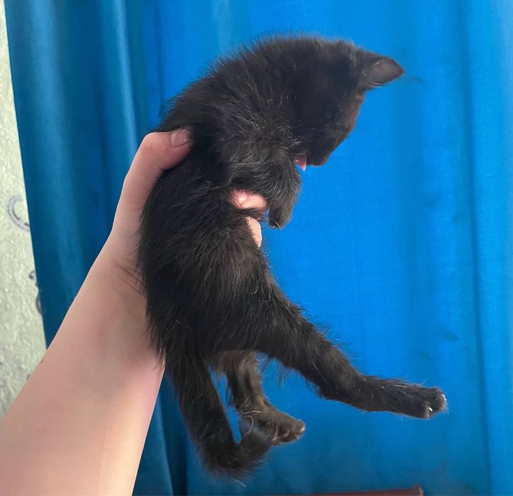 Отдам котят бесплатно черные
