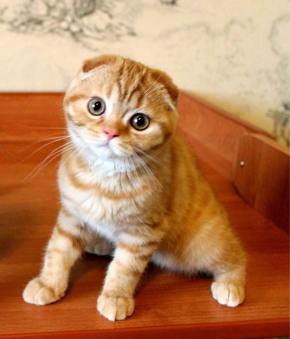 Шотландская скоттиш фолд