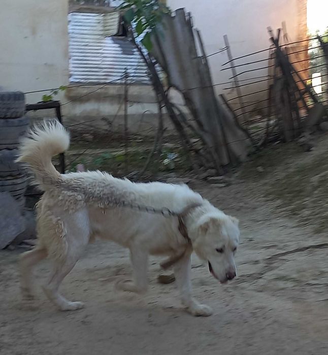 Алабай казахский 8 ойлик
