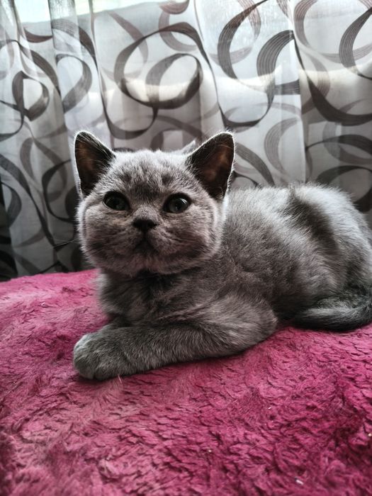 Продам британского мальчика