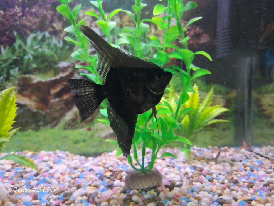 Аквариум 250 л и 50 л