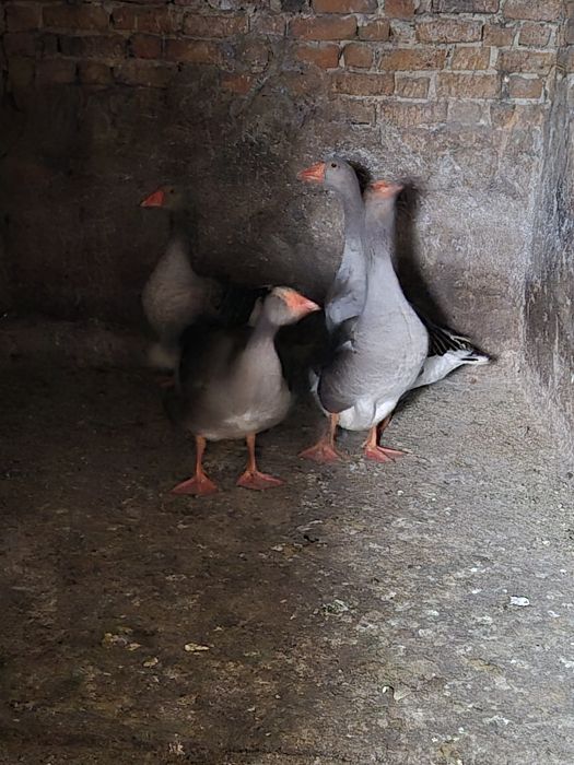 Vând gâște rasa de carne