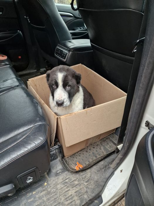 Продам щенка алабай