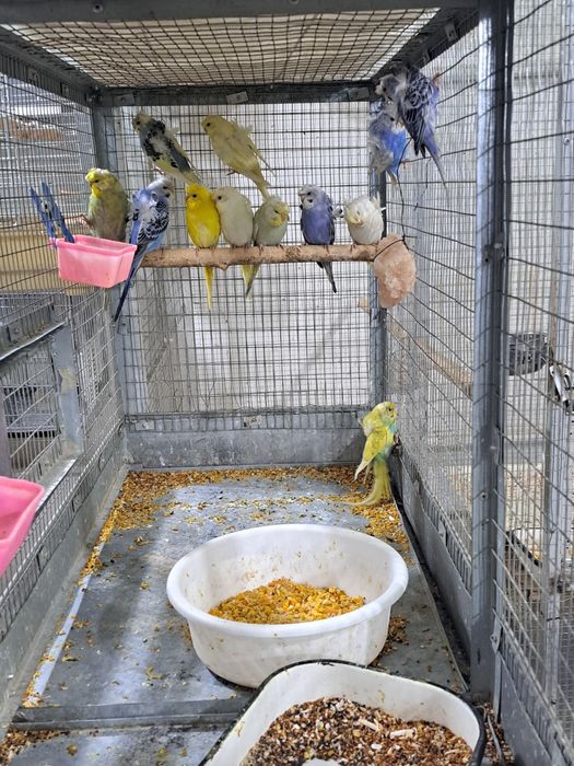 Valnisti babichkala sotiladi