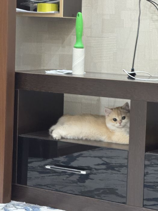 British Shorthair