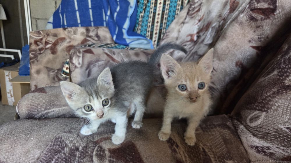 Котята отдам добрые руки