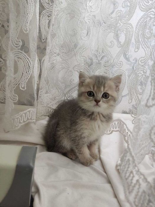 Zalatoy chinchilla bolalari / Золотистые котята шиншиллы