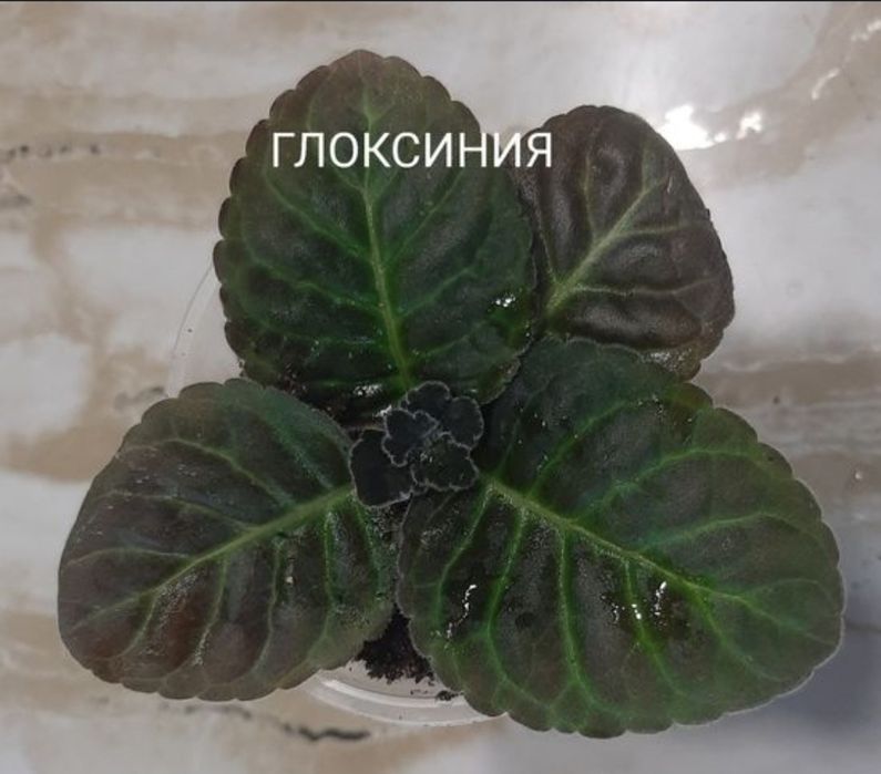 Разные комнатные цветы. По 500тг.