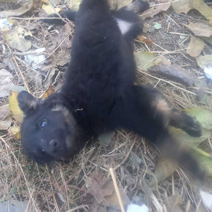 Отдам двух щенят