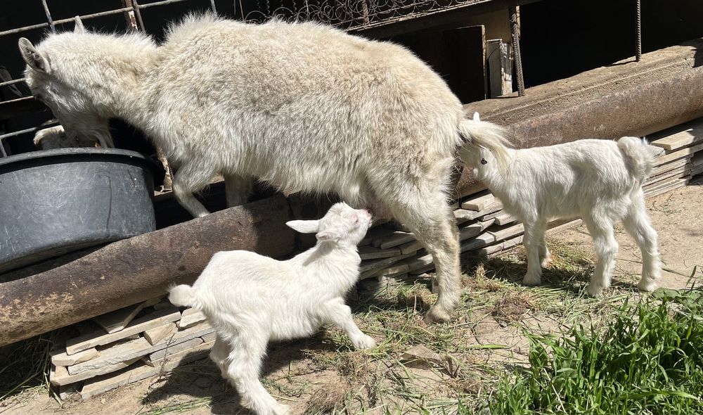 Ешкі Орыс Ешкі Сатылады Шымкент