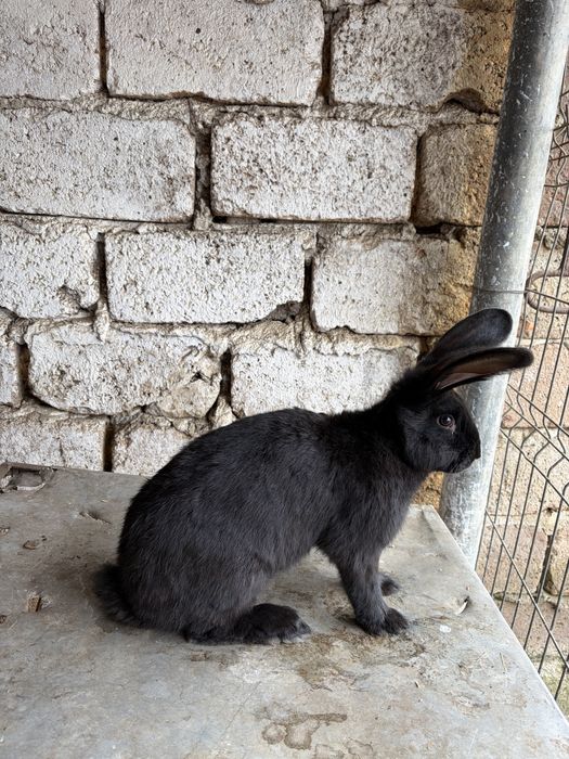 Pereche Iepuri Fluture German