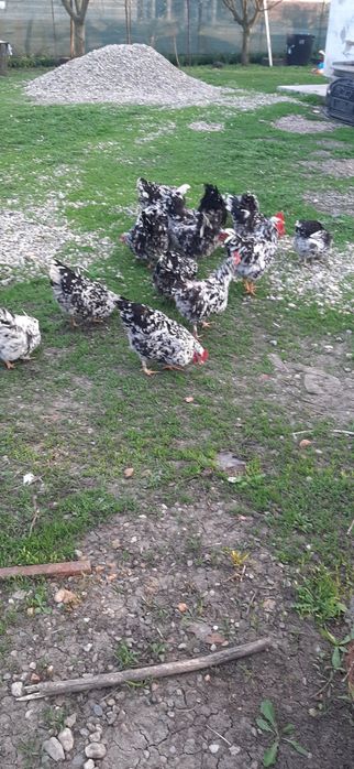 Pui rasa pita pinta asturiana
