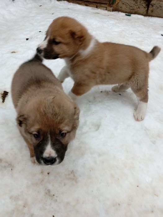 продам щенков  алабаи