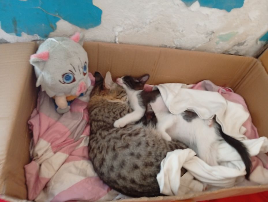 2котёнки 1мамаша