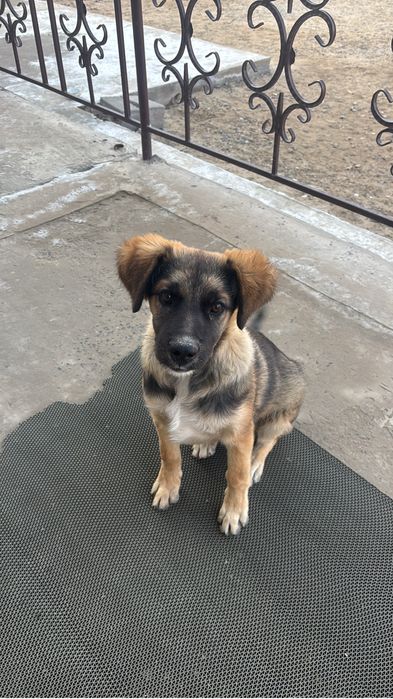 Күшік сатылады!!!