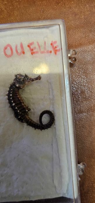 insectar calut de mare inpaiat