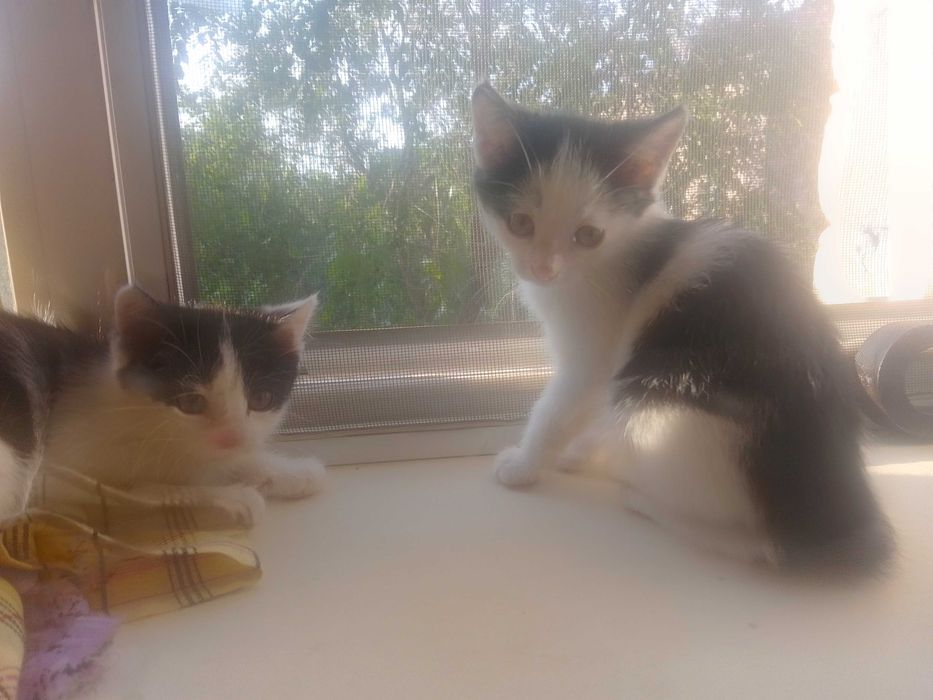 отдам котят в добрые руки
