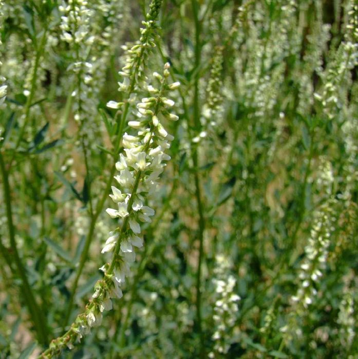 Seminte plante melifere fixatoare de azot: facelia, trifoi, sparceta