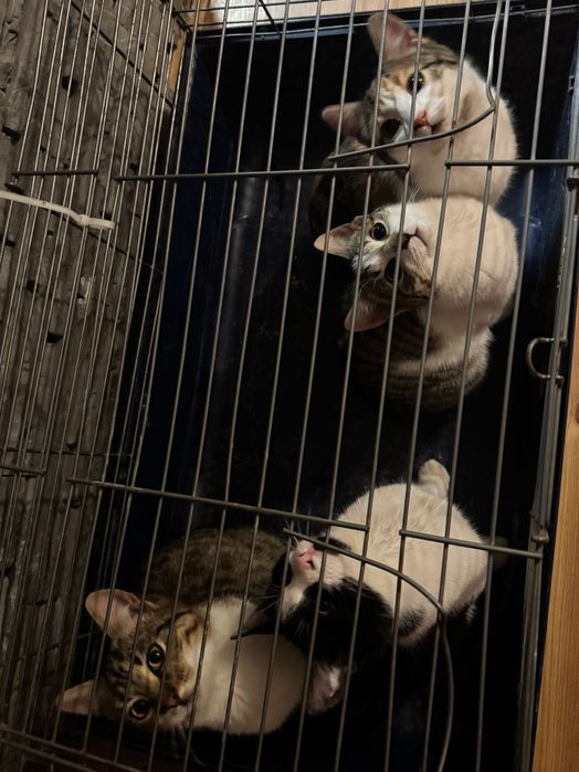 DONEZ pui de pisică