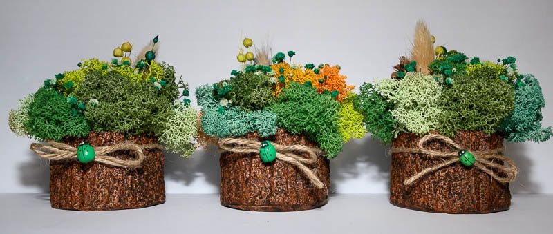 Различни видове кашпи със скандинавски мъх