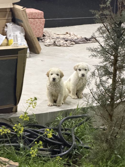 Алабай болалари сотилади !