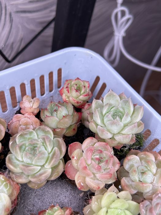 Суккуленты любой 2500