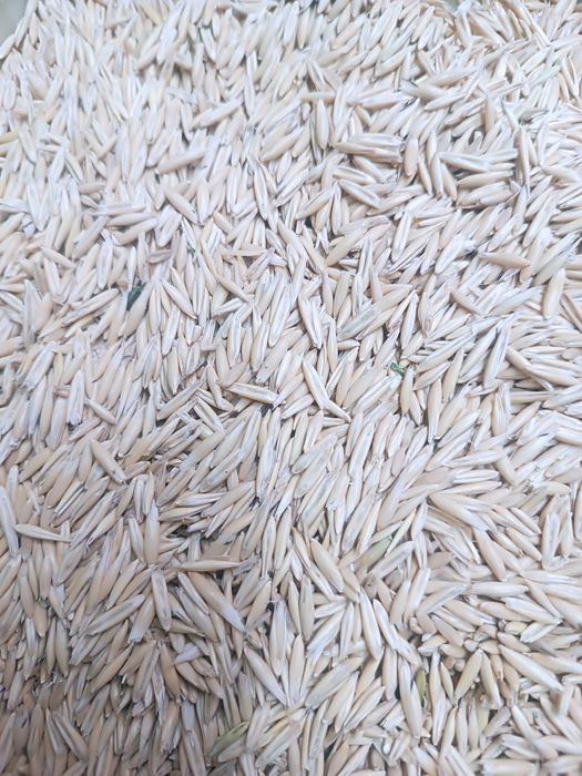 Овёс чистый без мусора