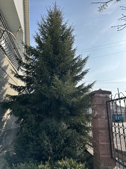 Продам Ель/Ёлка.