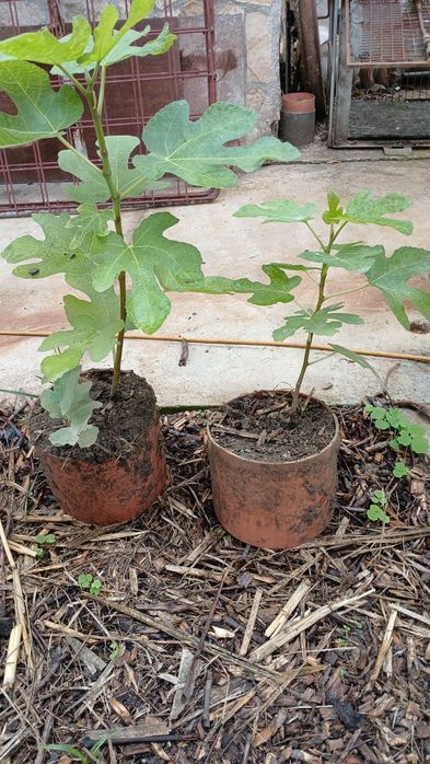 Pui de smochin negru