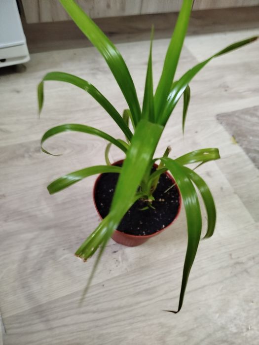 Цветы комнатные домашние