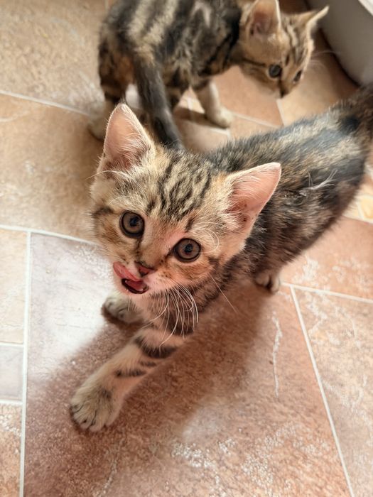 Котята породы скоттиш страйт 2мес
