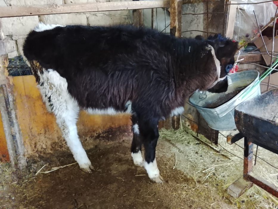 Продается телочка