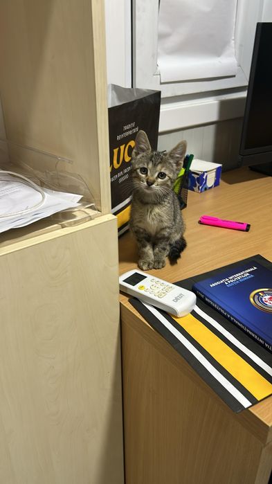 Dau motanel spre adoptie