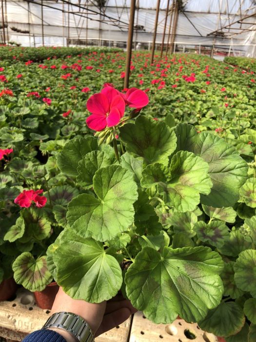 Geran, Balzamin, Begoniya, seklamen