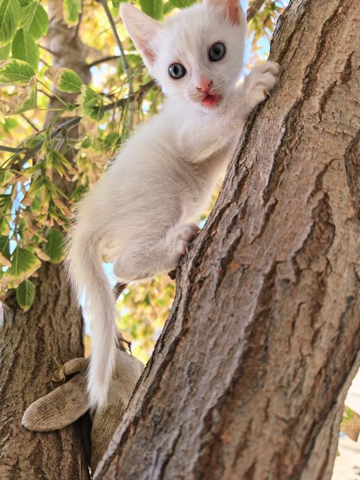 Марғау /котята 1 айлық