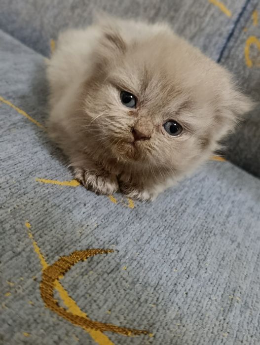 Продается котенок