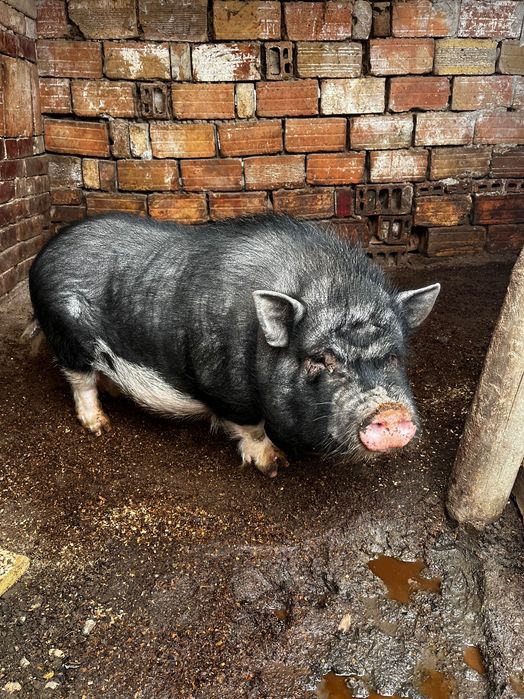 Виетнамско прасе