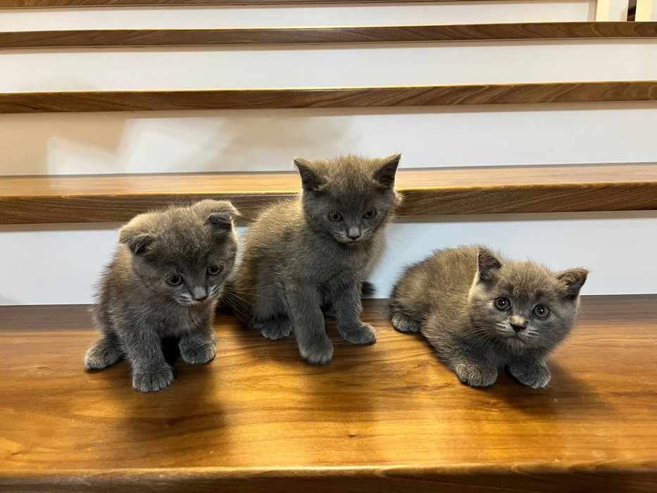 Скоттиш страйт мушукчалари сотилади