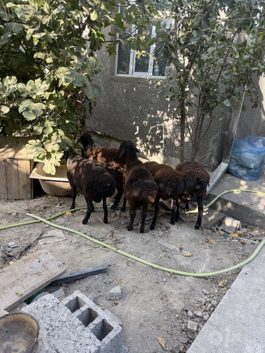 Кучкорлар сотилади 4 та