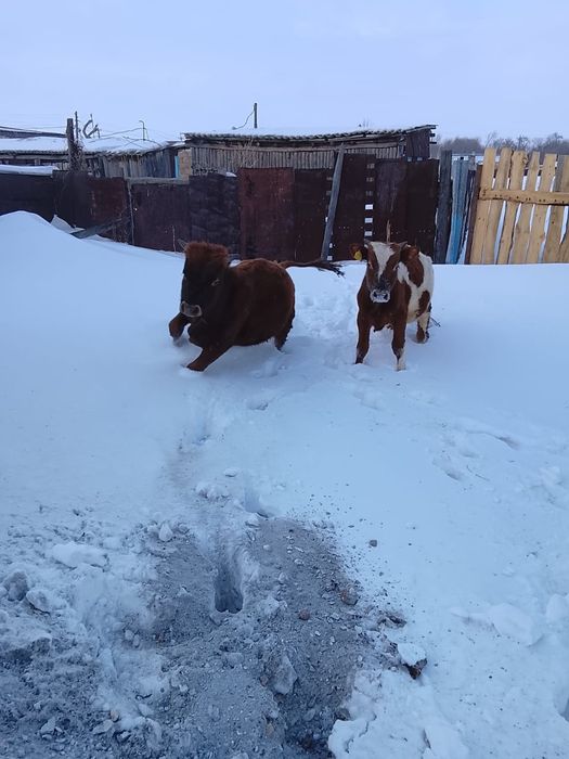 Быки по 11 месяцев