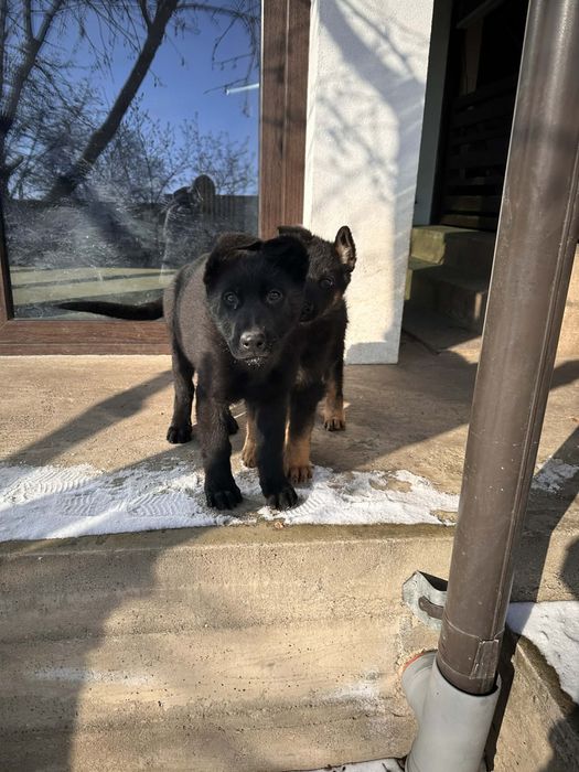 Vand femela ciobanesc german