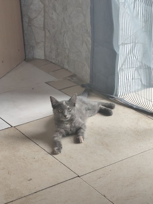 Котята мышеловы бесплатно